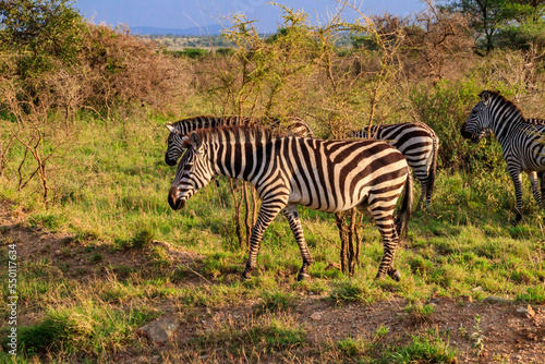 Herd of zebras in savanna in Serengeti national park in Tanzania. Wildlife of Africa
