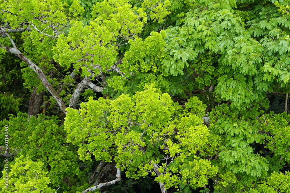 There is still existing rainforest. Here near Cidade de Deus, Manaus - Amazonas, Brazil. There is still existing rainforest. Here near Cidade de Deus, Manaus - Amazonas, Brazil.