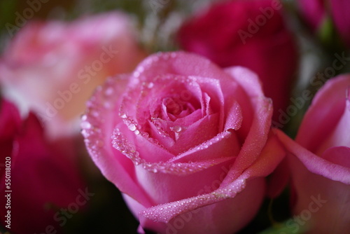 close-up of a passionate pink rose flower covered with raindrops. on a flower bouquet.