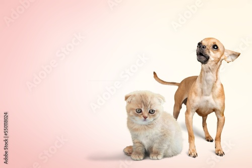 Adorable cute domestic dog with cat
