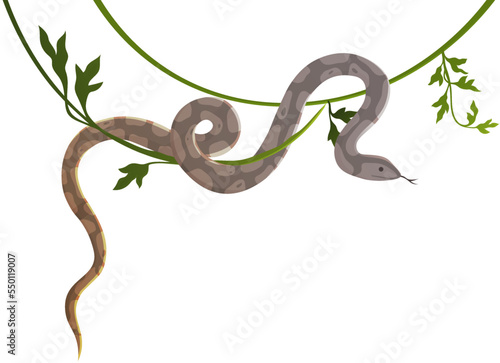 Snake crawling on vine isolated on white. Python on liana vector illustration. Large non-poisonous tropical snake, reptile animal inhabitant of southern regions, exotic danger serpent on tree