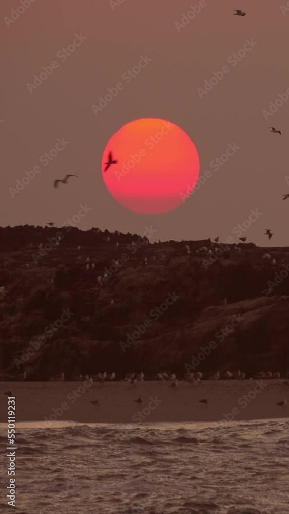 Many seagulls flying over island at sunset. Vertical video