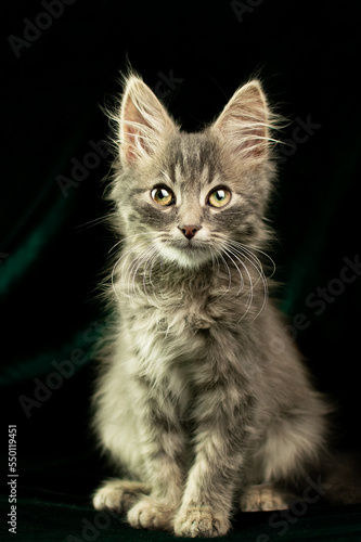 Cute kitten sits on a green background and looks away