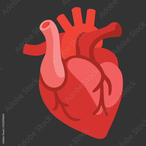 Anatomical Heart vector flat icon. İsolated red anatomical heart with veins sign design. photo
