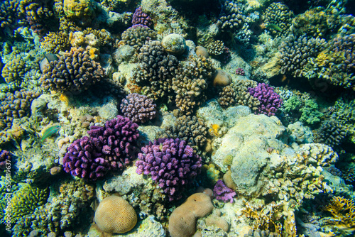 Coral reef in the Red sea in Ras Mohammed national park, Sinai peninsula in Egypt