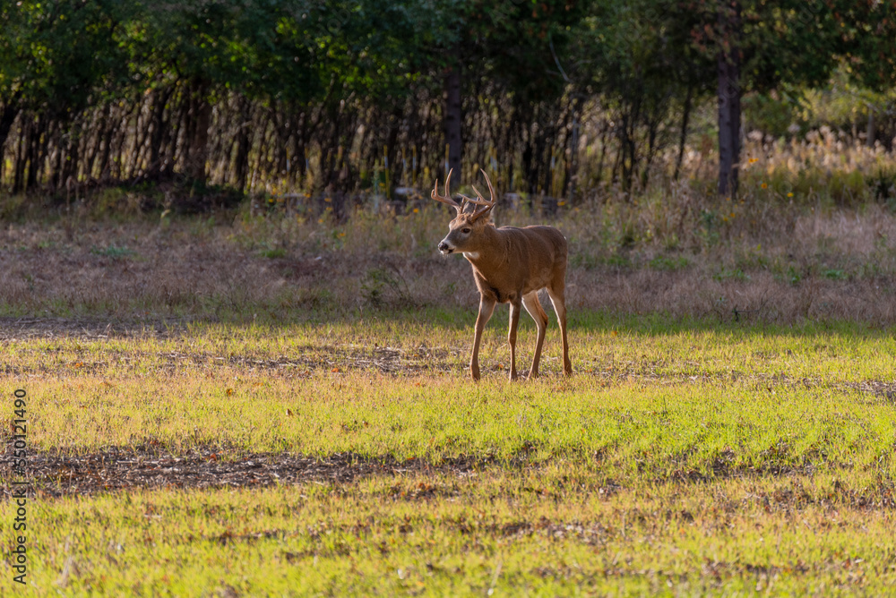 A White-tailed Deer Buck In Late October Rutting Season A White-tailed Deer Buck In Late October Rutting Season