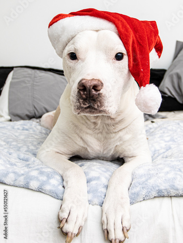 dog in santa claus hat © Danpradophoto
