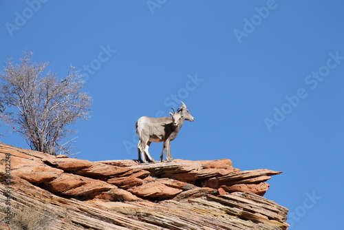 mountain goats in utah