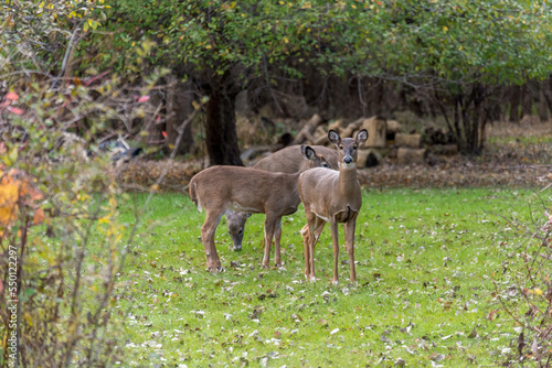 White-tailed Doe Deer In Late October