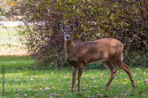 White-tailed Doe Deer In Late October