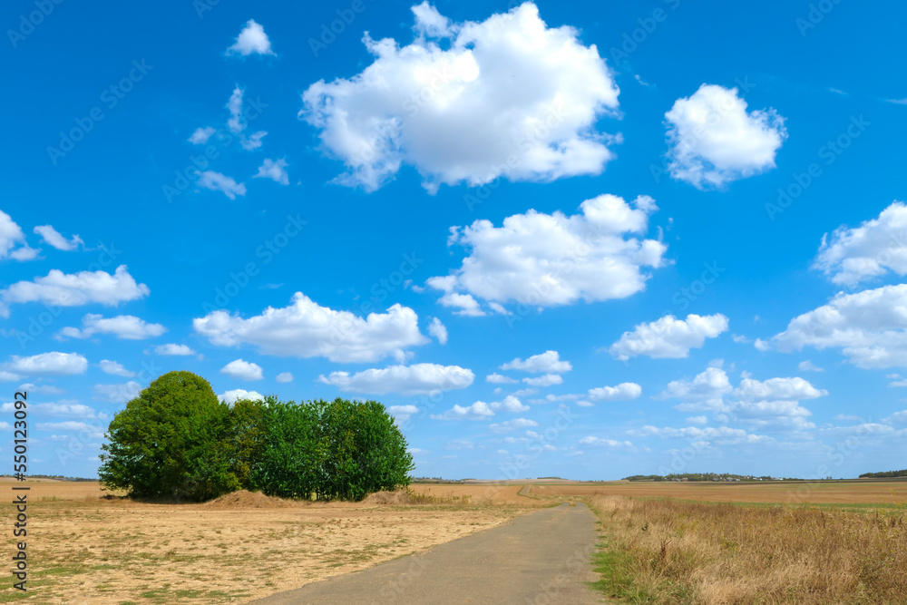 Isolated trees in the middle of the countryside. Blue sky with a few white clouds. Deserted road leading to the horizon. Nature landscape with fields. Isolated trees in the middle of the countryside. Blue sky with a few white clouds. Deserted road leading to the horizon. Nature landscape with fields.