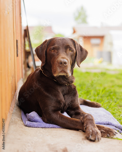 chocolate-colored Labrador retriever dog is lying outside on the lawn and resting. the dog guards the house, a service pedigreed pet. cute labrador looks sad, taking care of animals and pets
