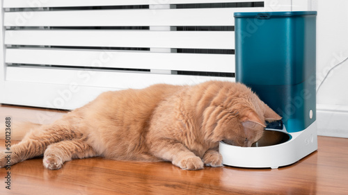 Lazy and curious cat smelling the food bowl. Adorable cat learning to use automatic dry food dispenser. Cute cat eating from bowl while lying down.