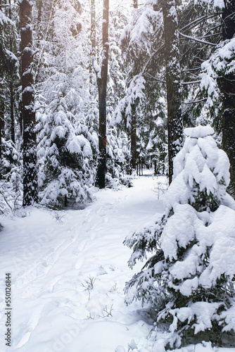 Beautiful snowy forest. Trees covered with snow. Cold winter day.