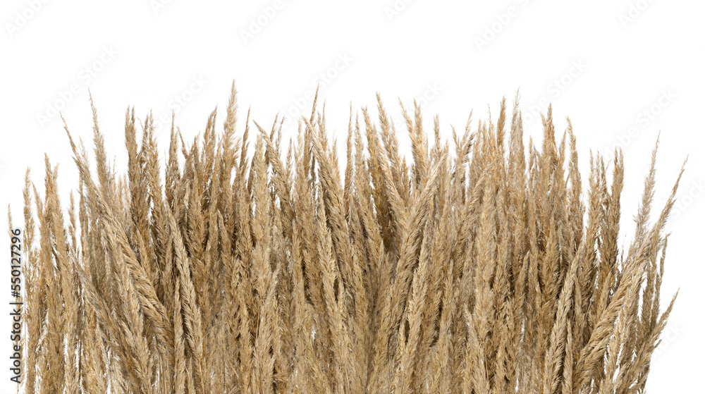 Fototapeta premium Puszysta sucha kępa trawy, w kolorze żółtym na białym tle. 
