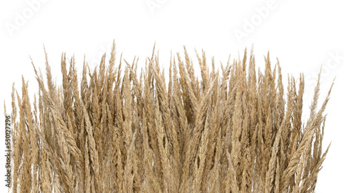 Puszysta sucha kępa trawy, w kolorze żółtym na białym tle. 