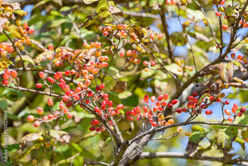 Red fruits of cornus officinalis, Ripe Japanese cornelian cherry, on the tree