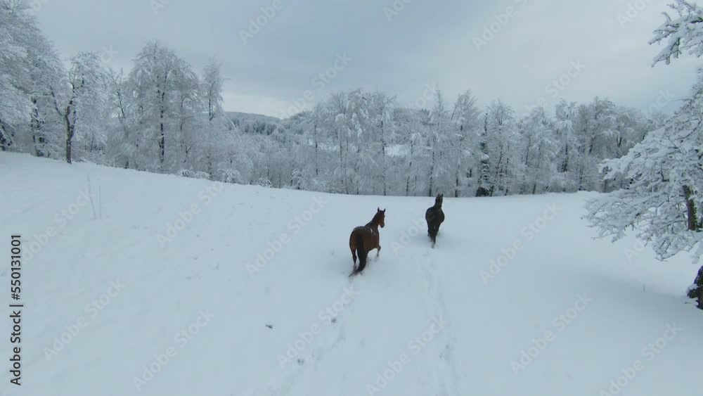 AERIAL: Dark brown stallion and chestnut mare running on meadow with fresh snow. Two beautiful horses enjoying on the pasture after freshly fallen snow. Winter wonderland at the hilly countryside. AERIAL: Dark brown stallion and chestnut mare running on meadow with fresh snow. Two beautiful horses enjoying on the pasture after freshly fallen snow. Winter wonderland at the hilly countryside.