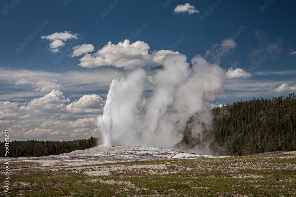 old faithful rises high leaving steam to float across the landscape under blue skies