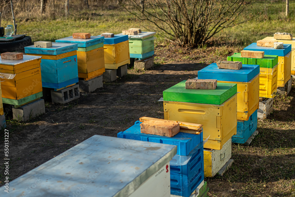 Colorful wooden and plastic hives in summer. Apiary standing in yard. Cold weather and bee sitting in hive. Colorful wooden and plastic hives in summer. Apiary standing in yard. Cold weather and bee sitting in hive.