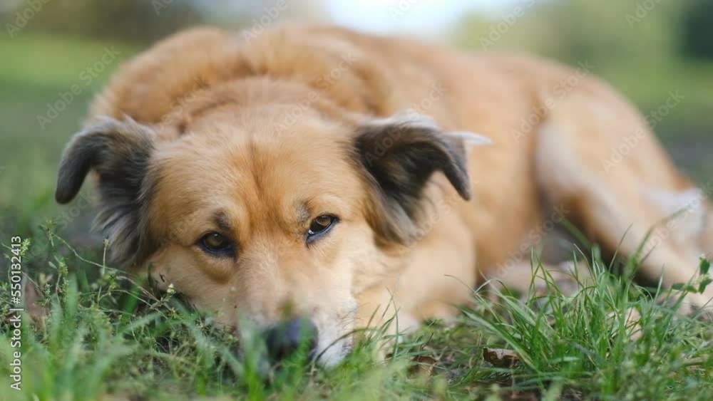 Walking with the dog in the park in the evening. A beautiful dog is resting on the grass in autumn after eating. Walking with the dog in the park in the evening. A beautiful dog is resting on the grass in autumn after eating.