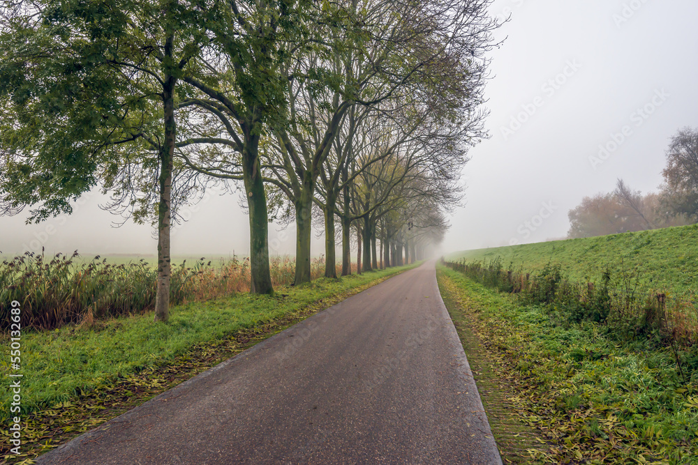 Long road with a row of trees and a dike. It is a foggy autumn day in a Dutch polder. Most of the leaves have already fallen from the trees to the ground. The grass is wet from the mist.