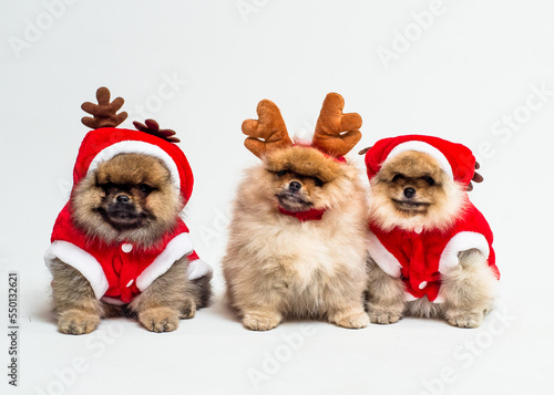 Cute fluffy puppies in christmas costumes posing for a photo © Mykola Tkach