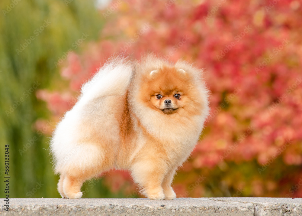  Fluffy red dog poses for a photo against the background of autumn leaves. The breed of the dog is the Pomeranian