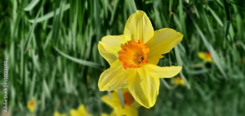 yellow daffodils on grass