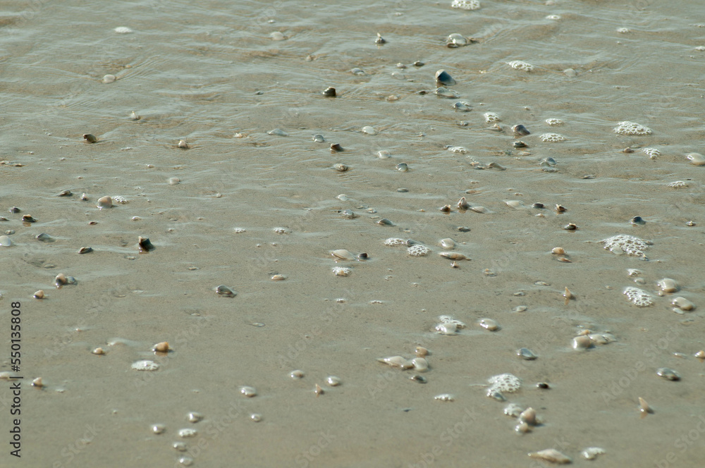 Photograph of the shells in the beach water Photograph of the shells in the beach water