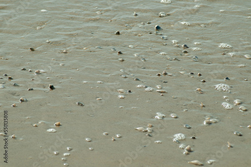 Photograph of the shells in the beach water