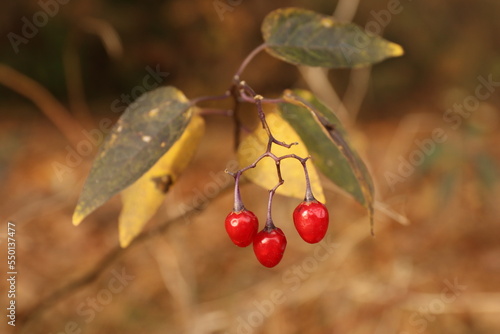 Foto Bittersweet nightshade; Psianka słodkogórz; Solanum dulcamara