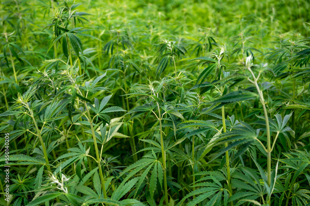 Green background of leaves. Outdoor grow hemp. Cannabis at the beginning of flowering. Young cannabis plant. Northern light strain. Green background of leaves. Outdoor grow hemp. Cannabis at the beginning of flowering. Young cannabis plant. Northern light strain.