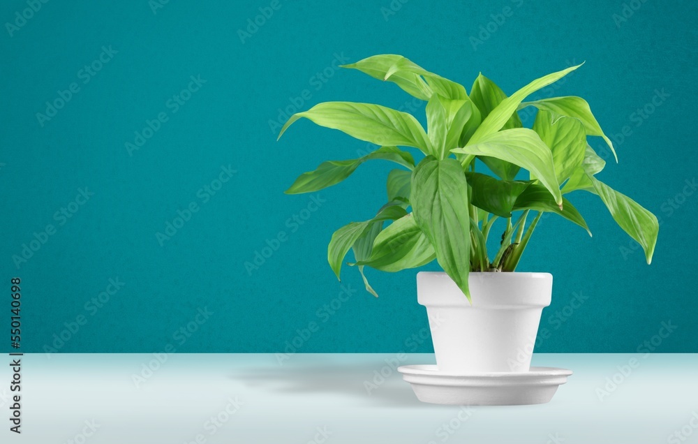 Beautiful house green plant in pot on the desk