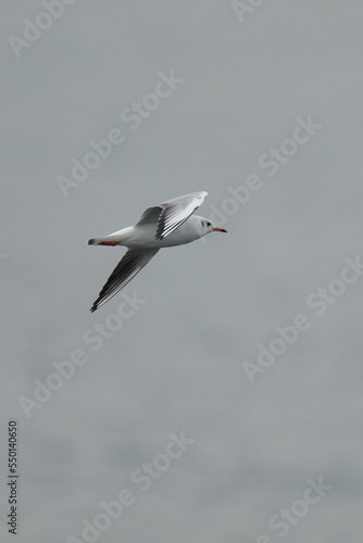 black headed gull in flight