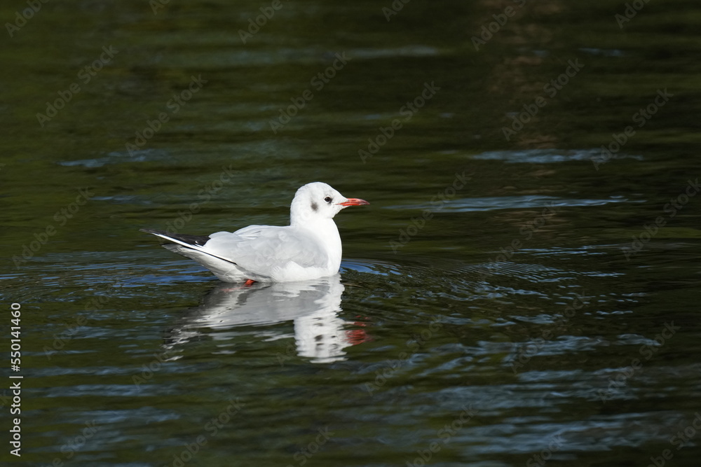 black headed gull in flight black headed gull in flight