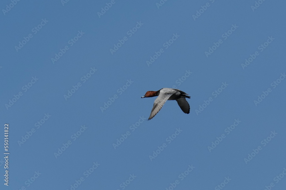 eurasian wigeon in a field