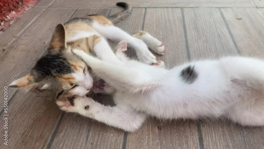 Two little fluffy white kittens play with each other and fight Two little fluffy white kittens play with each other and fight