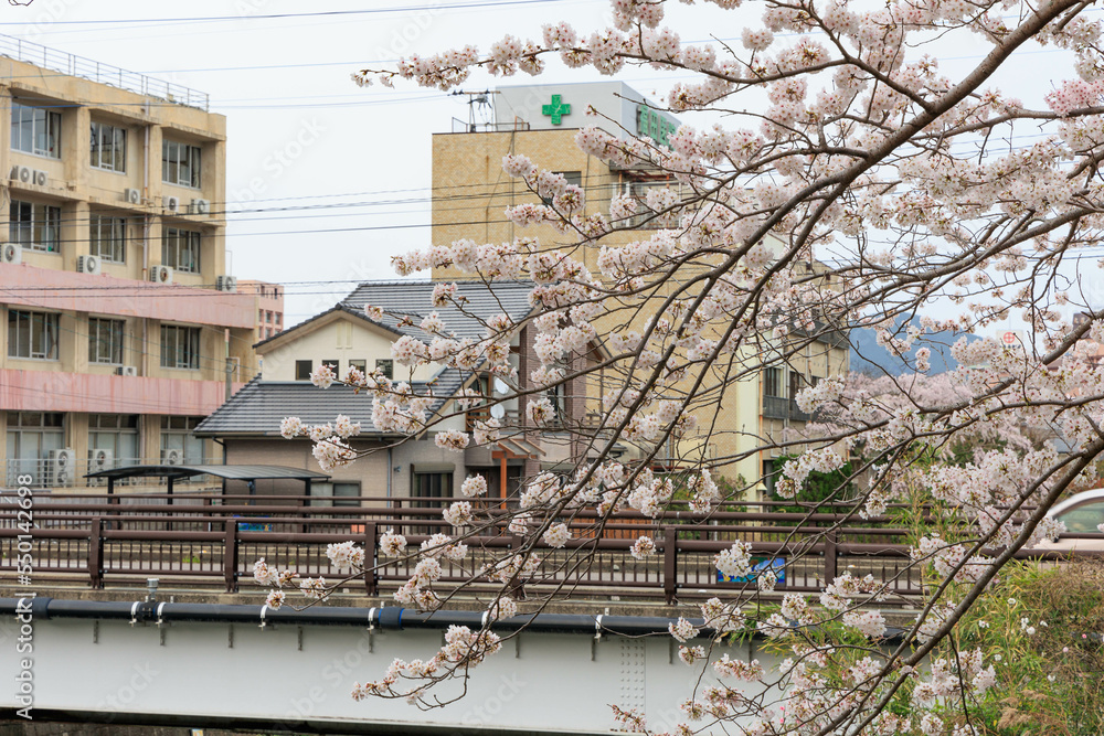 Fototapeta premium 佐賀県嬉野温泉街の桜「塩田川付近」