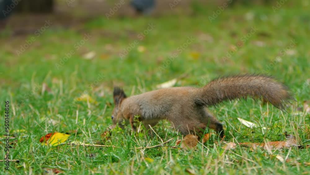 Squirrel looks for food in green grass of lawn in park. Fluffy rodent eats more before cold winter season. Autumn day in forest. Squirrel looks for food in green grass of lawn in park. Fluffy rodent eats more before cold winter season. Autumn day in forest.