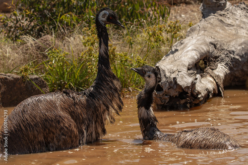 Fotografija Emus (Dromaius novaehollandiae) at the waterhole on a hot Australian day keeping