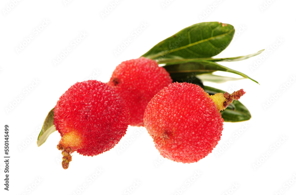 arbutus on a white background arbutus on a white background