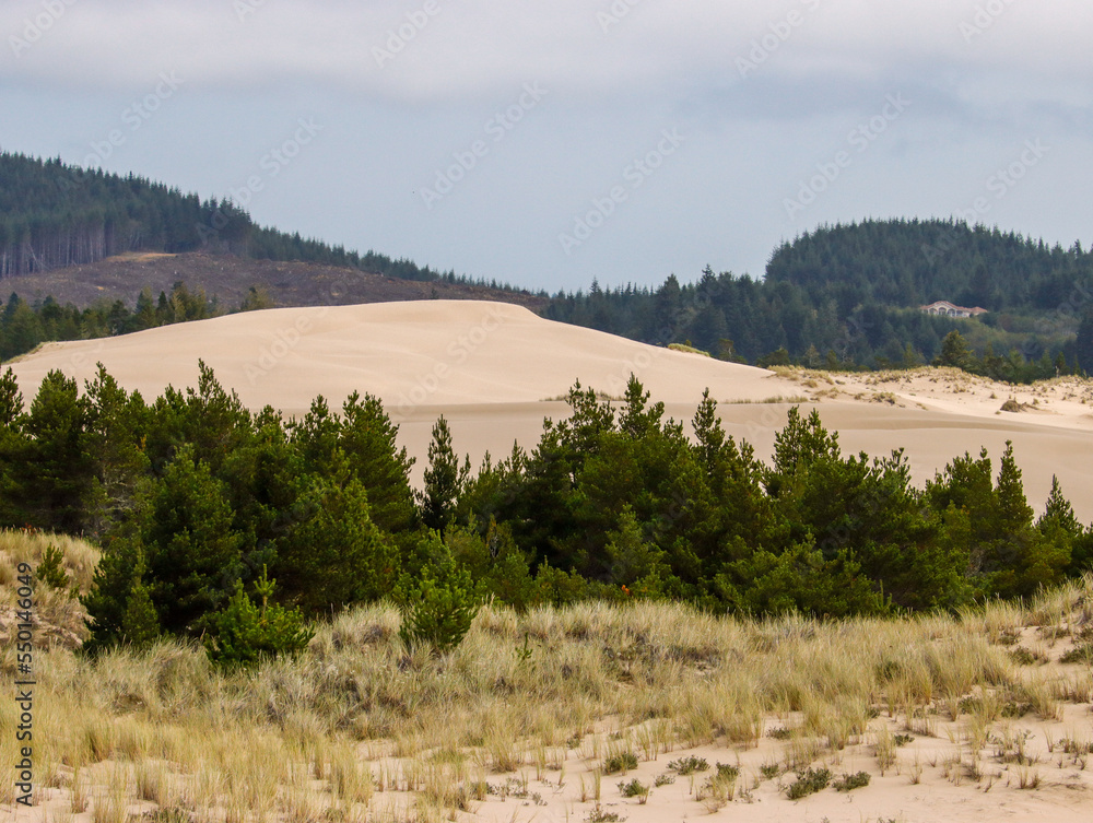 Oregon sand dunes on a foggy morning