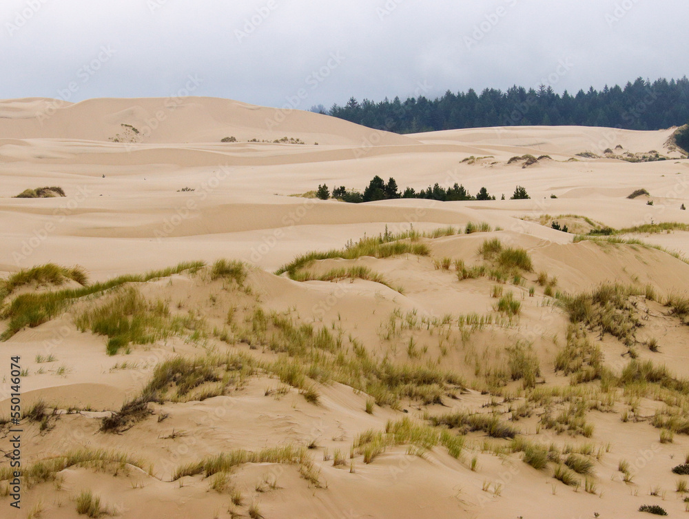 Oregon sand dunes on a foggy morning