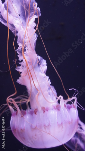 Purple Striped Jelly at Aquarium of the Bay