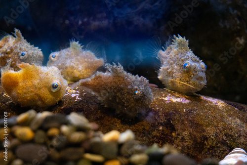 Pacific Spiny Lumpsuckers at Aquarium of the Bay