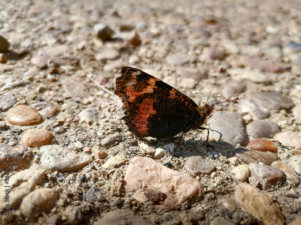 Obraz premium butterfly on the rock