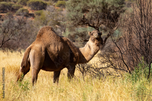 Wild feral camel in the Australian outback.