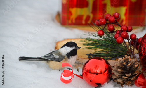 christmas chickadee photo