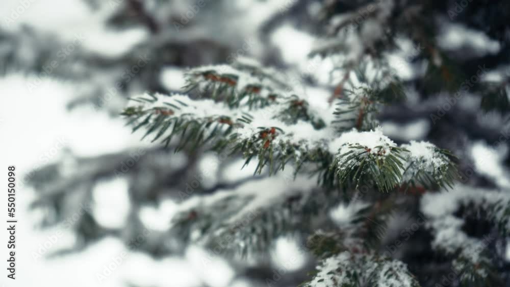Camera tilt of branches of a fluffy Christmas tree are covered with snow after a snowfall in the forest in winter. 4K video footage. Camera tilt of branches of a fluffy Christmas tree are covered with snow after a snowfall in the forest in winter. 4K video footage.